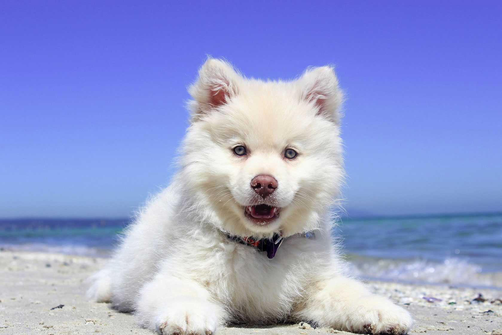Perro sonrisa