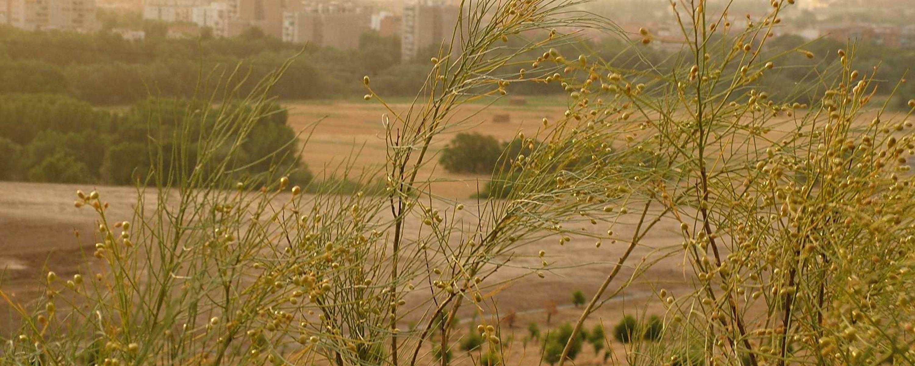 Alcalá de Henares