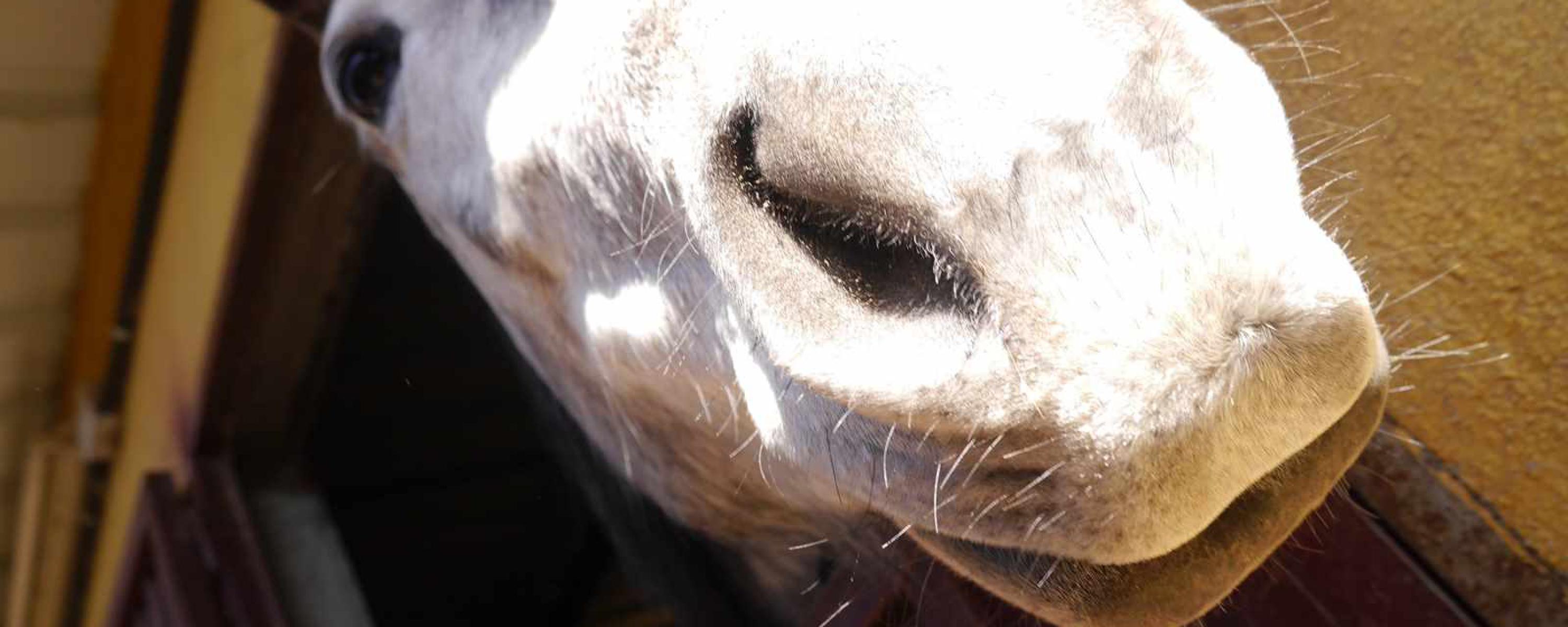 Horse Riding in Ávila
