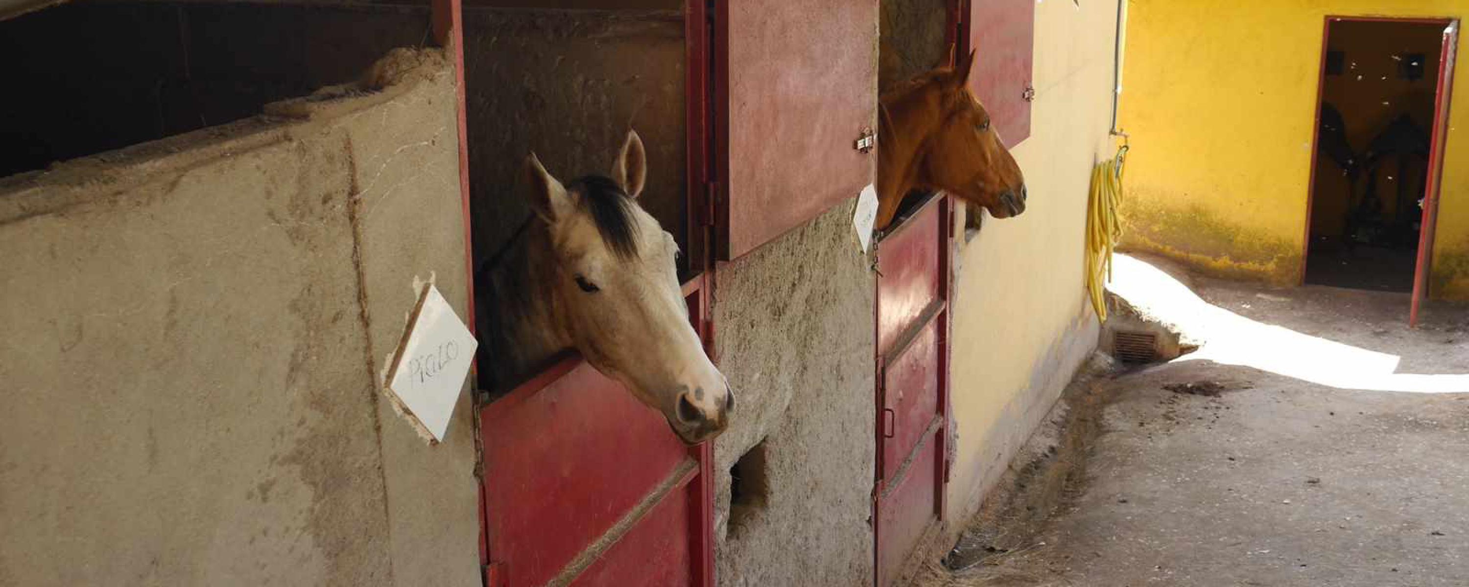 Horse Riding in Ávila
